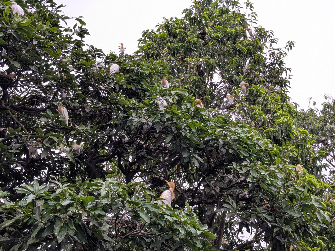 Petulu White Herons景点图片