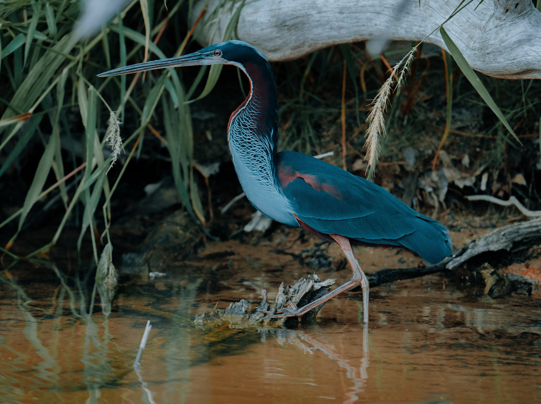 Amazon Prime Ecolodge-玛瑙斯必去景点