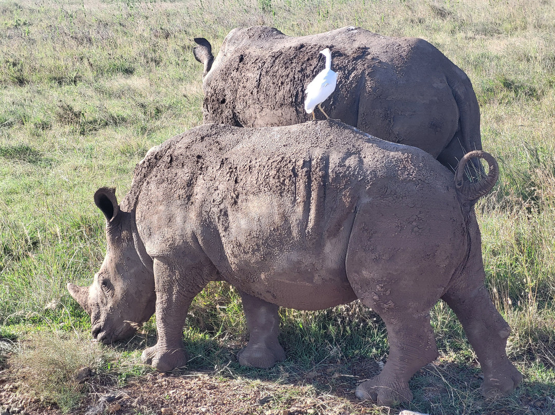 Bienvenido Kenya Tours and Safaris-山祖必去景点