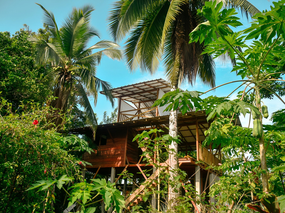 La Tarima Del Colibri