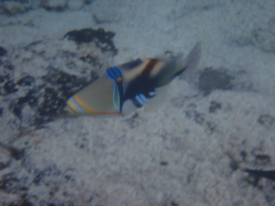 Two Step-库克船长必去景点