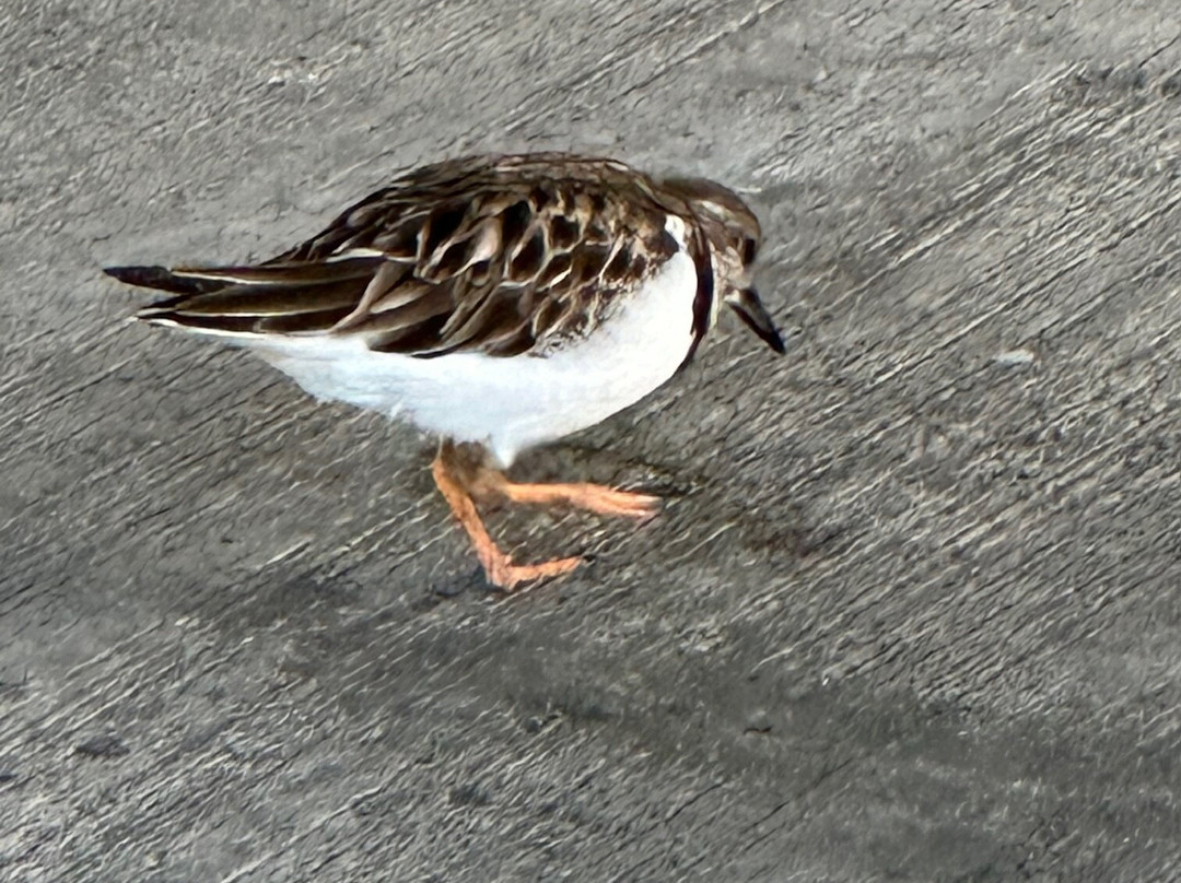 Osa Birders Tours景点图片
