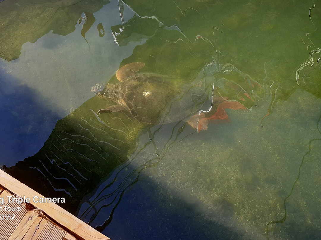 Dalyan Boat Tours - Ege Kaptan-达利安必去景点