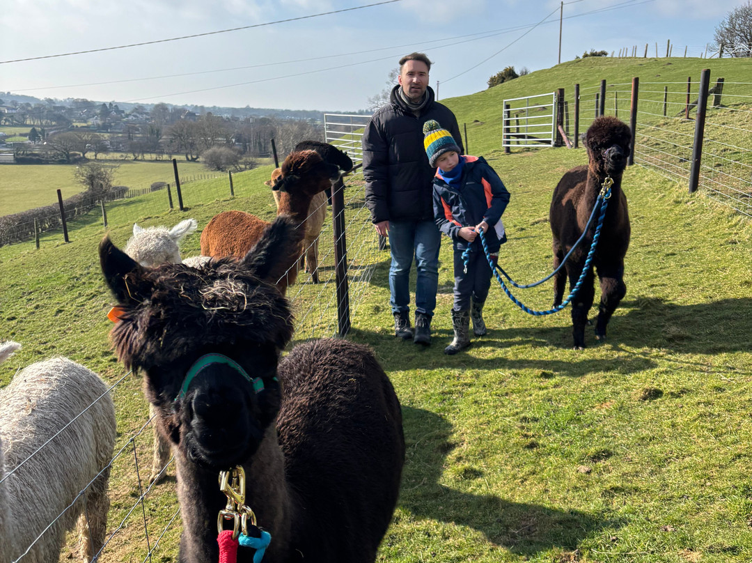Antur Alpaca At Geufron Farm景点图片