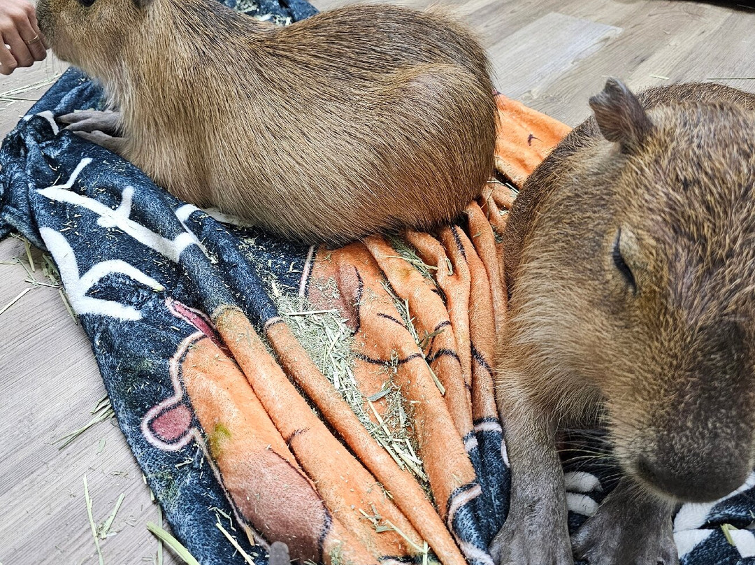 Capybara Cafe景点图片