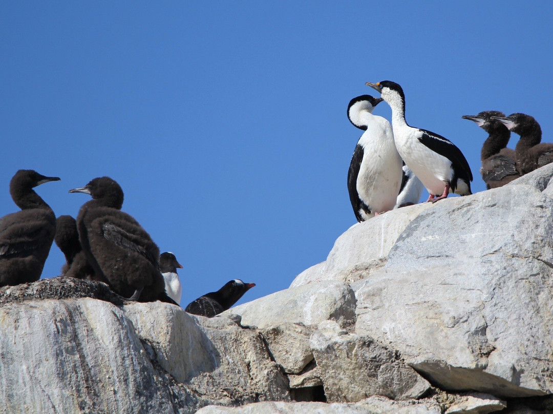 Gonzalez Videla Research Base-Paradise Harbour必去景点