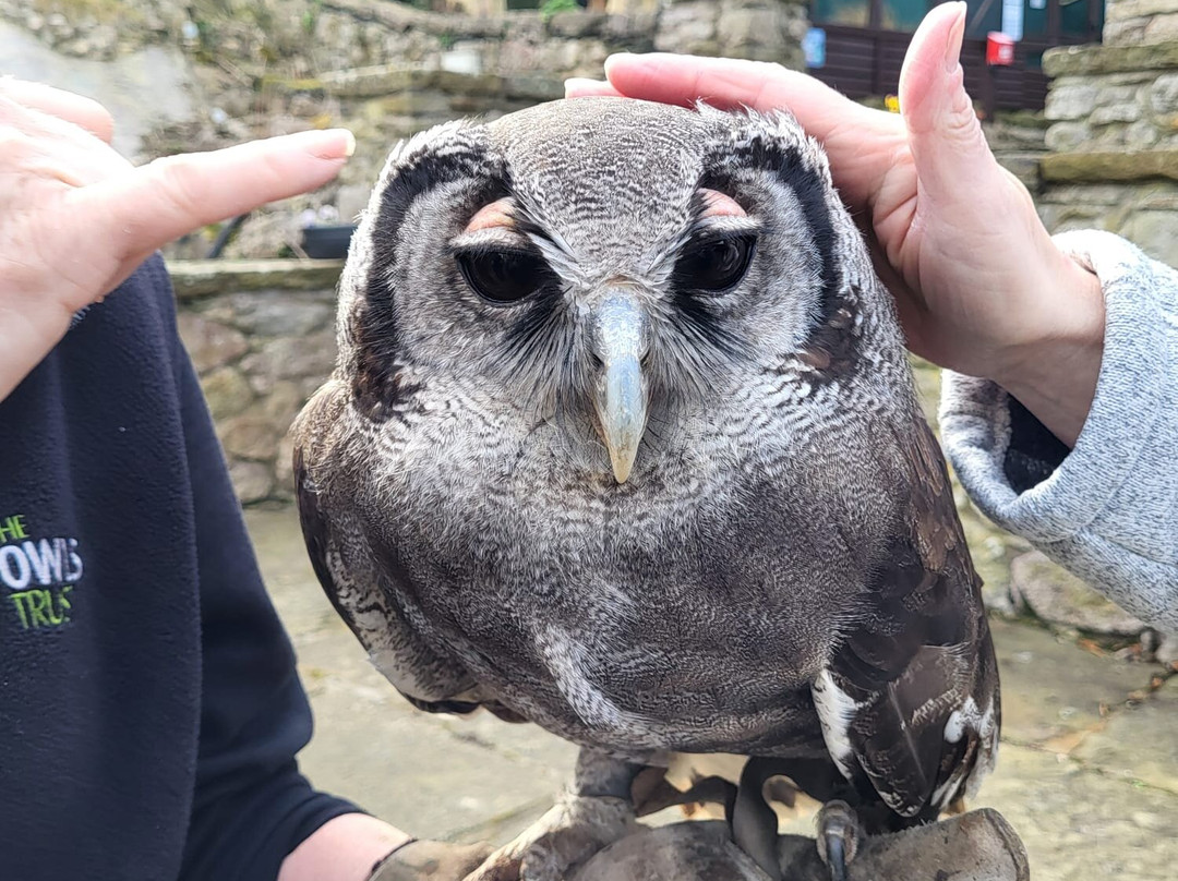 The Owls Trust景点图片