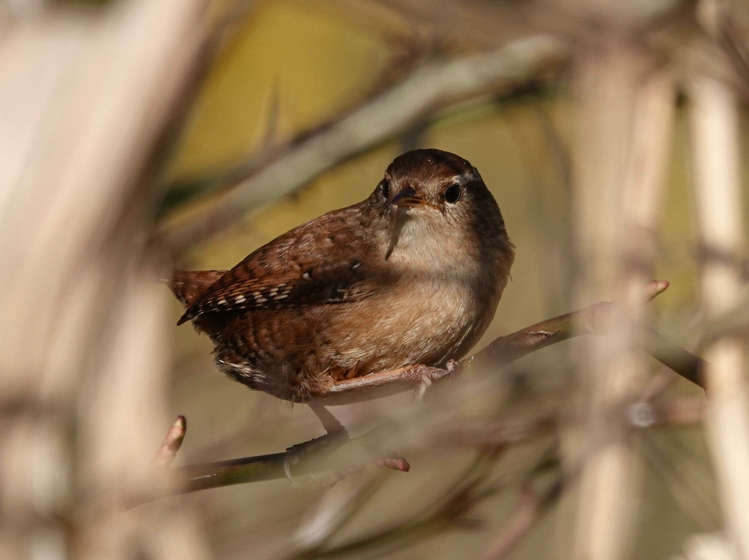 RSPB Rye Meads Nature Reserve景点图片