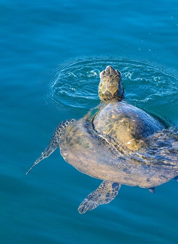 Maui Reef Adventures-毛伊岛必去景点