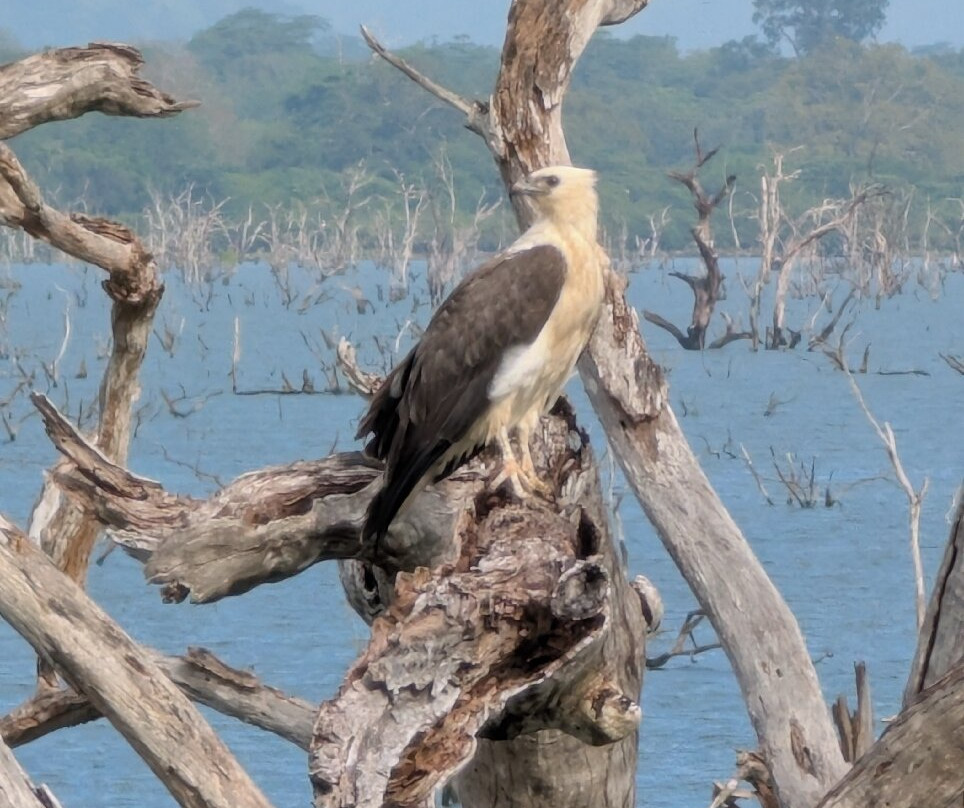 Yala Kings Safari景点图片