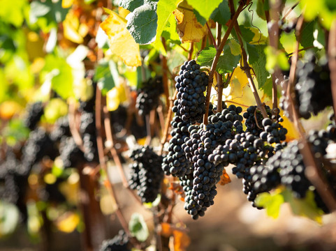 Quailhurst Vineyard Estate-Sherwood必去景点