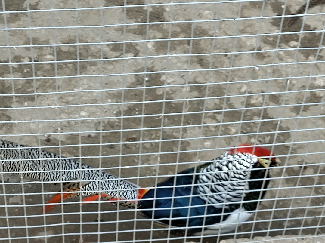 Chisinau Zoo-基希讷乌必去景点