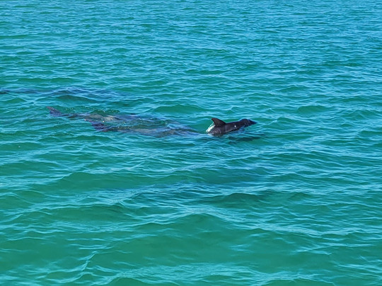 Caribe Marina & Watersports-橙色海湾必去景点
