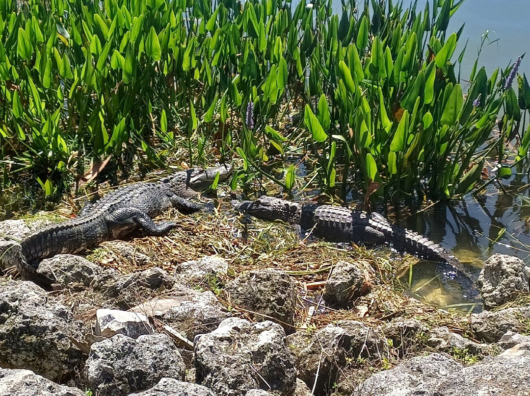 Lighthouse Park-Mount Dora必去景点