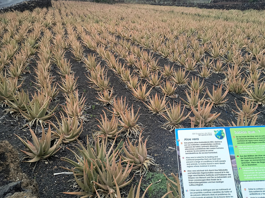 Lanzaloe-兰萨罗特必去景点