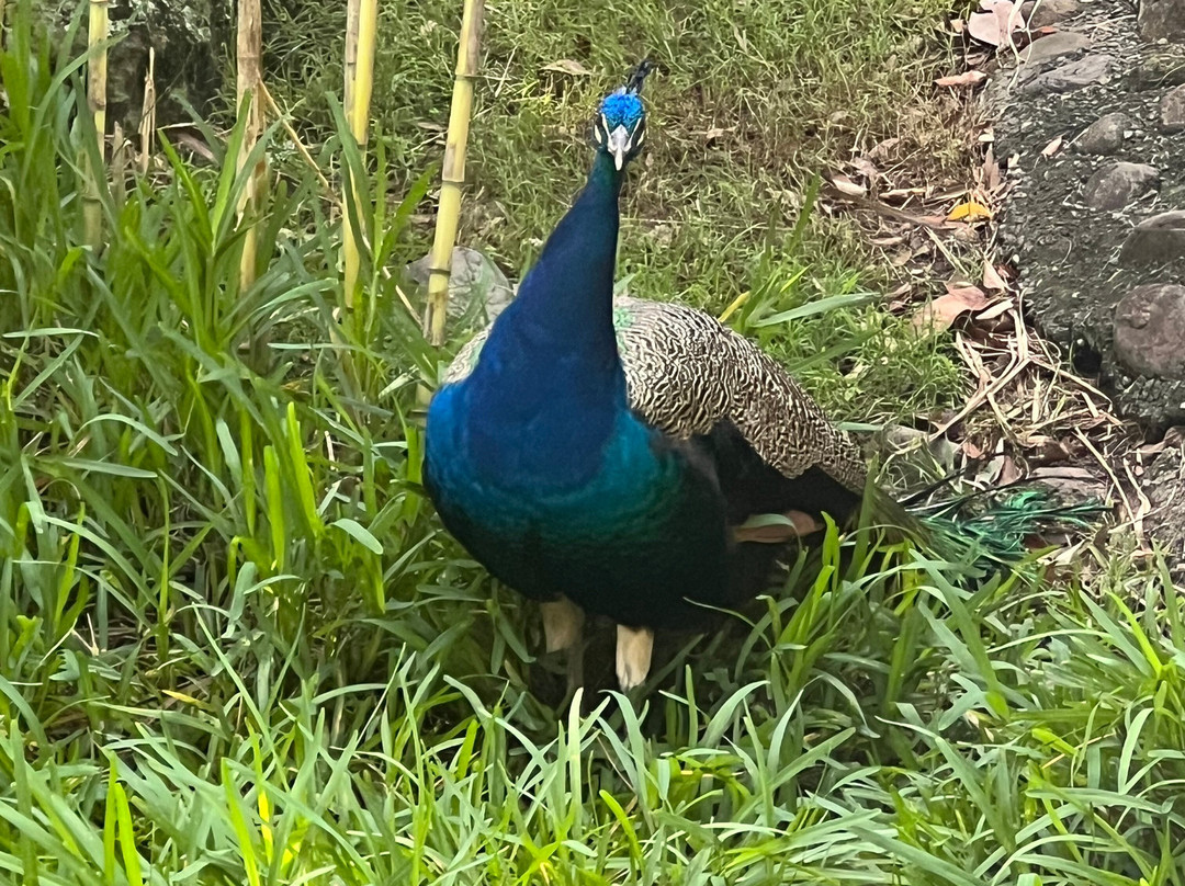 麦金托什岛公园-冲浪者天堂必去景点