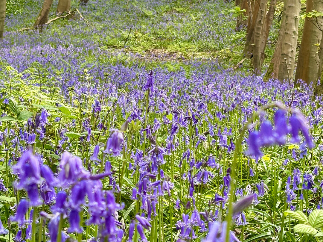 Sutton Bank National Park Centre景点图片