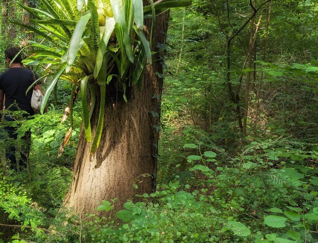 Jungle Garden Karlostachys景点图片