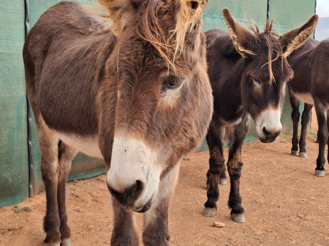 Eseltjiesrus Donkey Sanctuary-McGregor必去景点