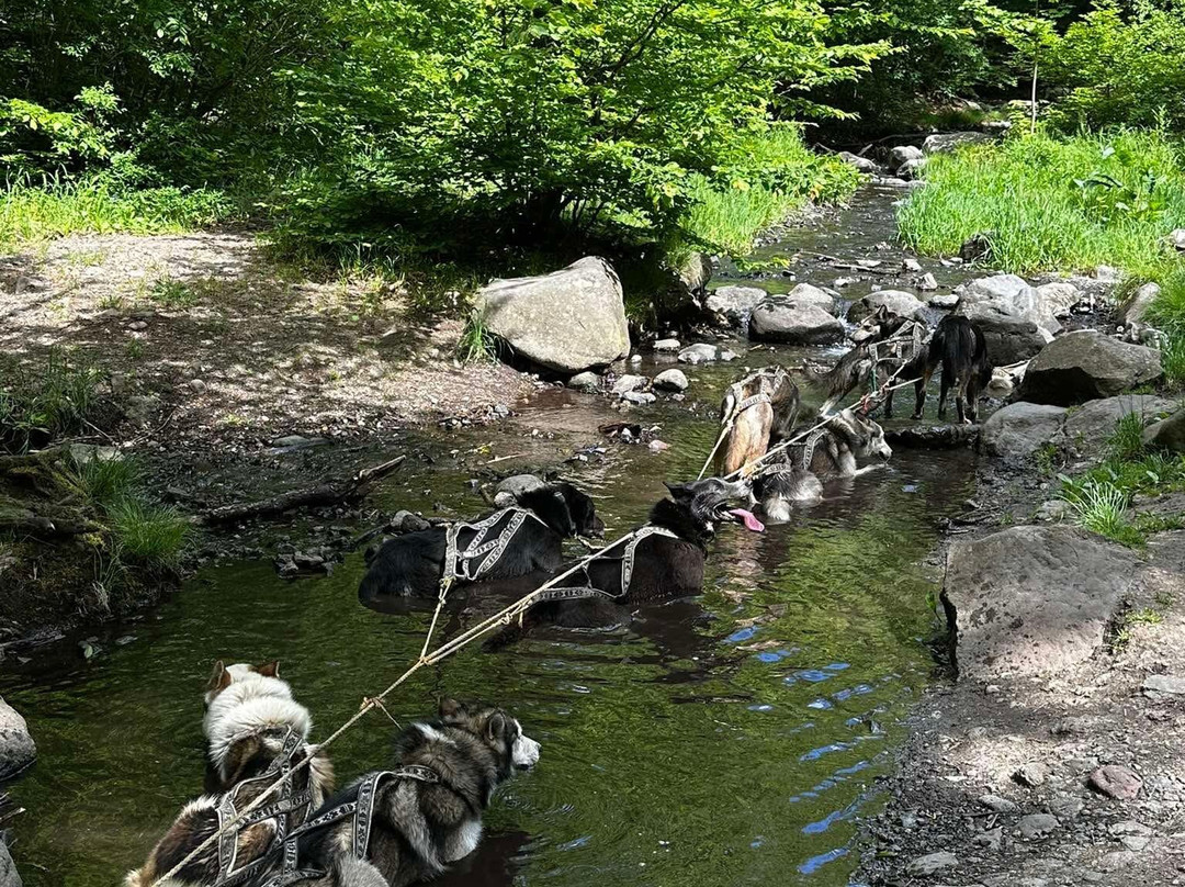 Dog sled tour  Mátrafüred-马特劳菲赖德必去景点