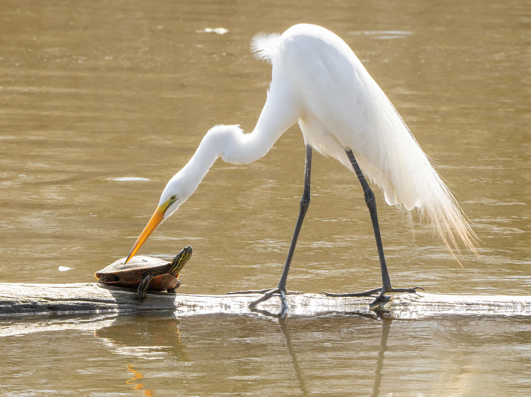 Heron Haven-奥马哈必去景点