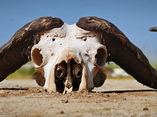 Kenya Safari Escapes