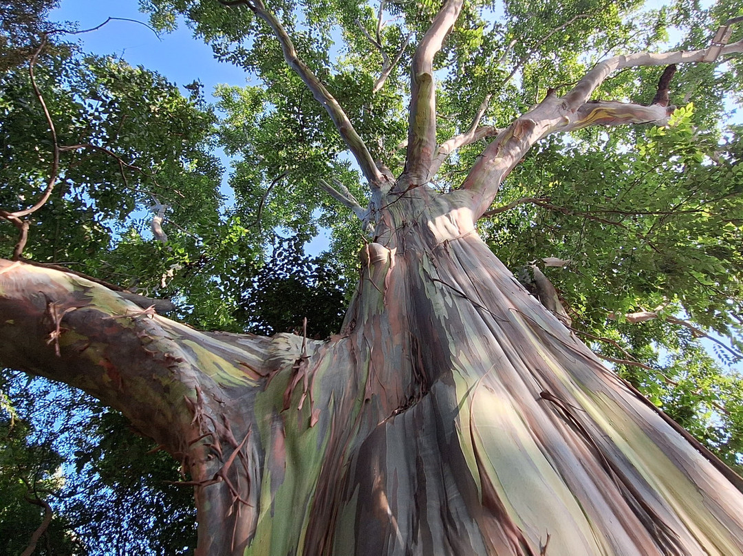 Durban Botanic Gardens景点图片