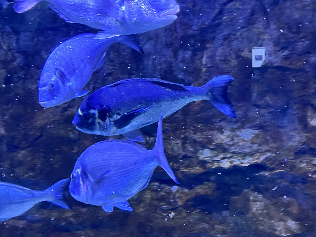 Aquarium Boka