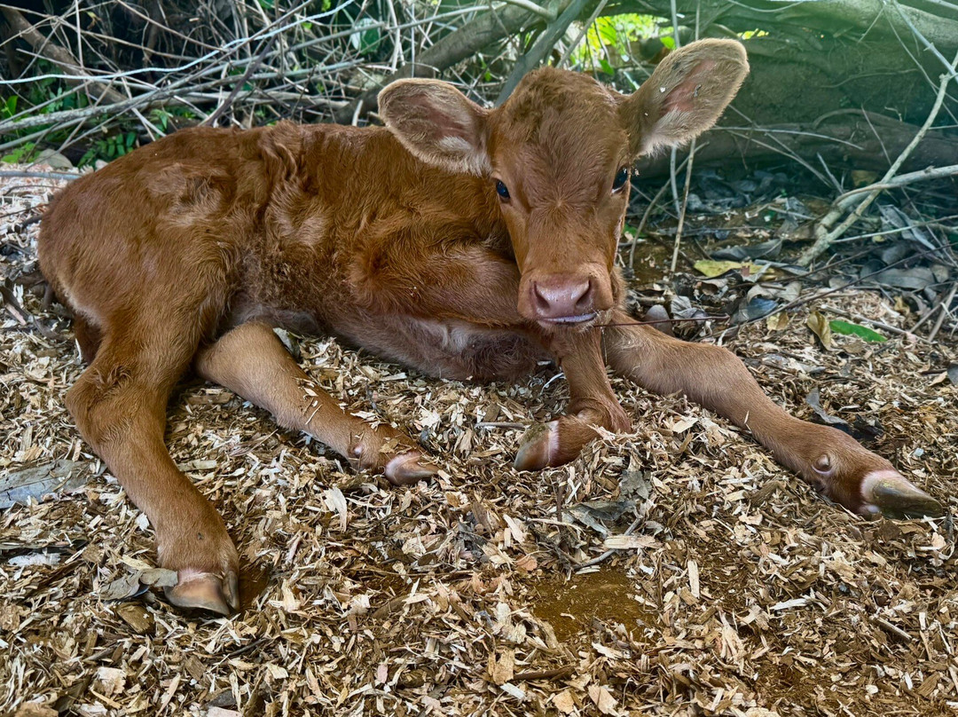 Krishna Cow Sanctuary景点图片