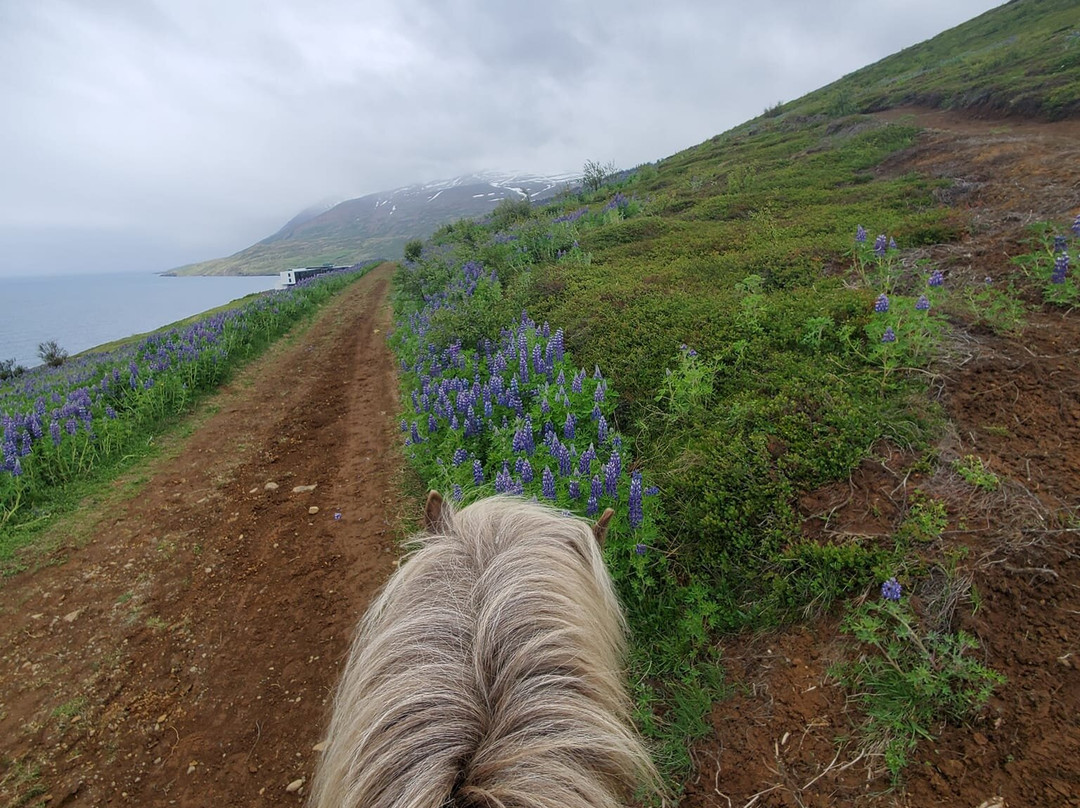Polar Hestar-阿克雷里必去景点