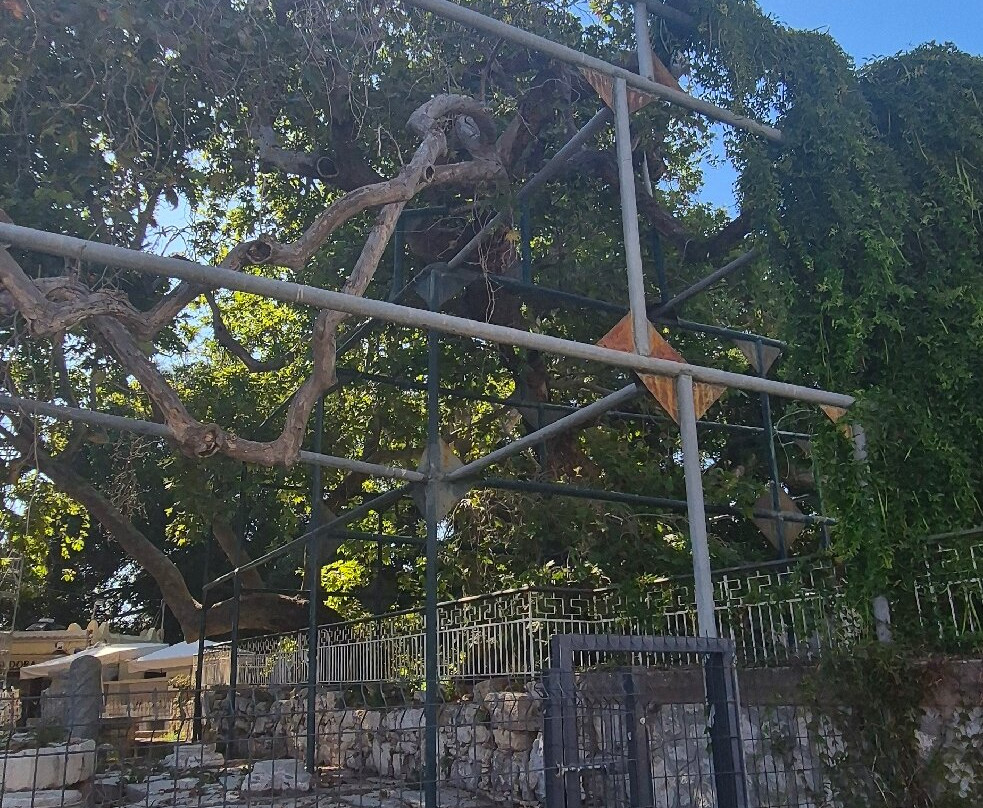 Hippocrates Tree-Kos Town必去景点