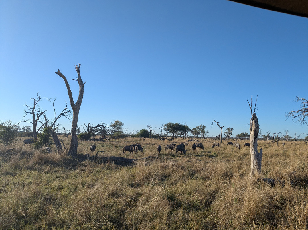 Shangana Safaris Okavango Botswana景点图片