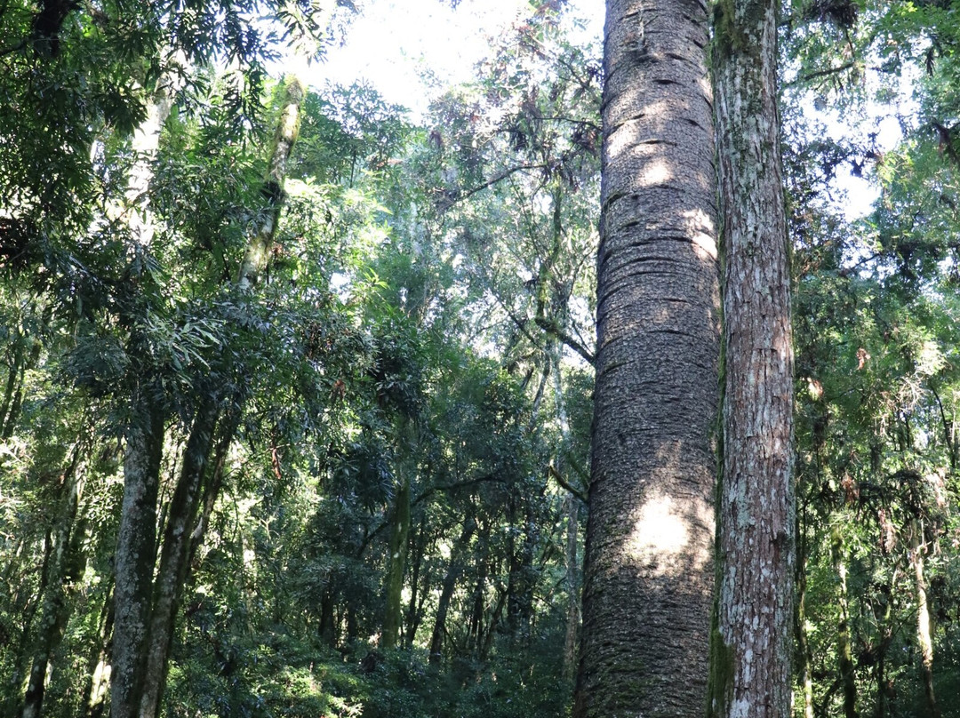 Pinheiro Multissecular-Nova Petropolis必去景点