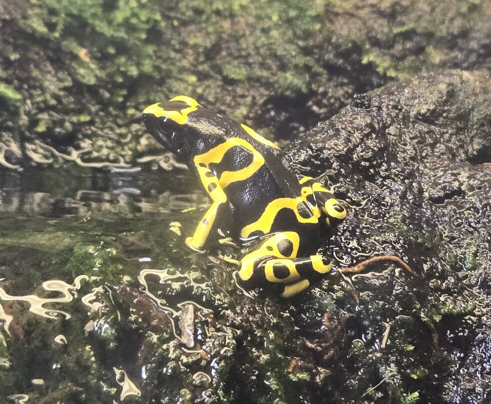 帕奈瓦热带雨林动物园-希洛必去景点