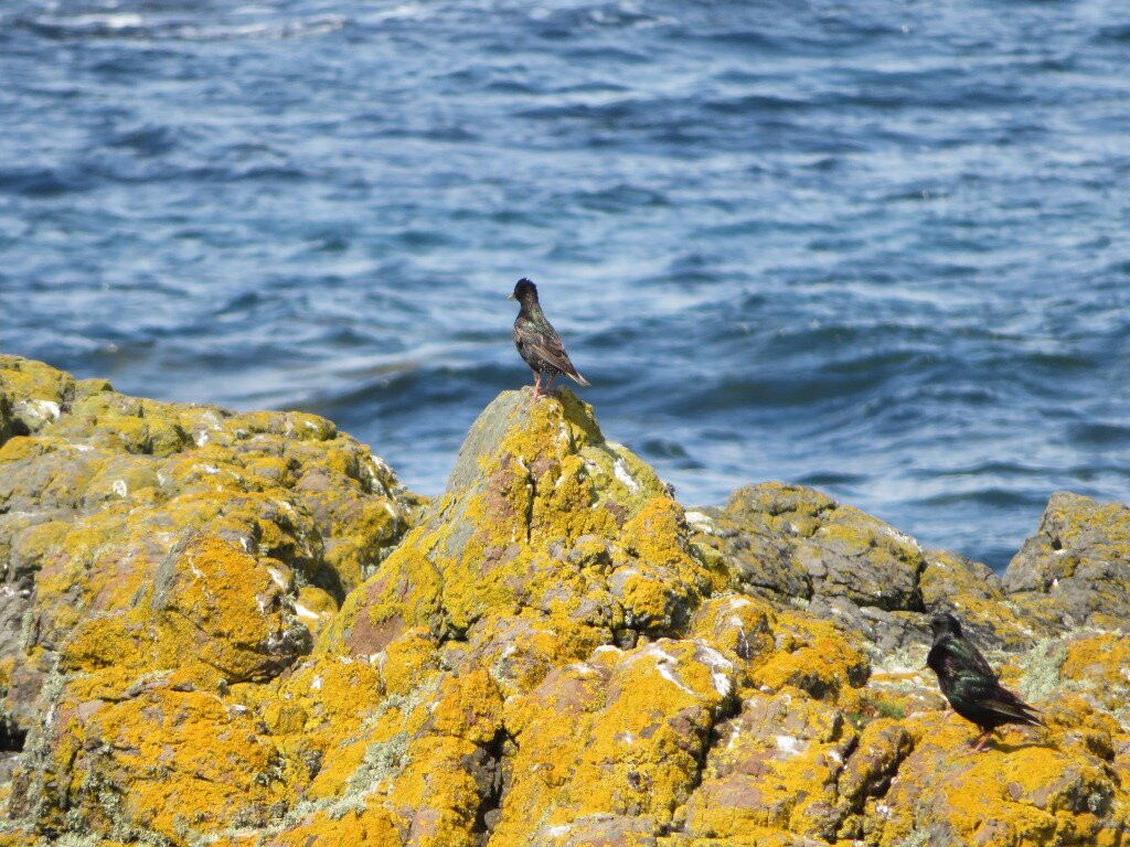 Machrihanish Seabird & Wildlife Observatory-Machrihanish必去景点