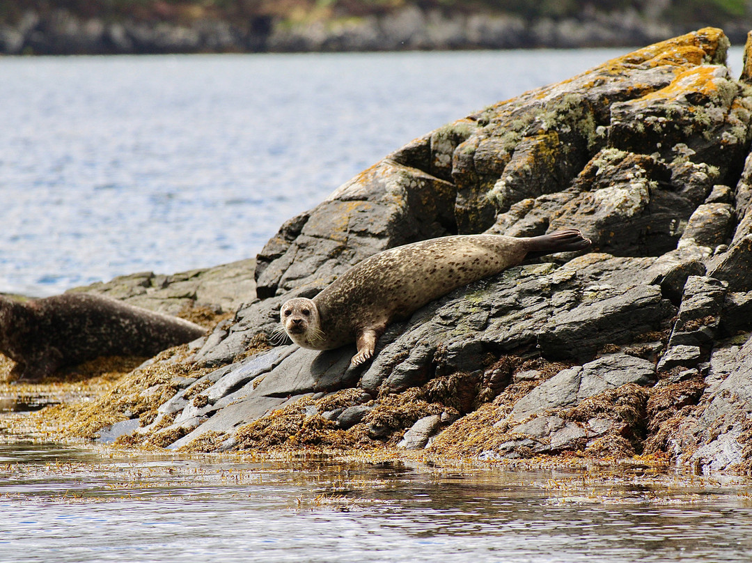 Kylesku Boat Tours-Kylesku必去景点