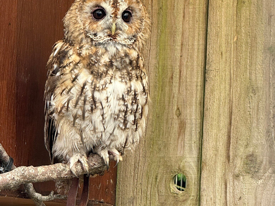 Scottish Owl Centre-Whitburn必去景点