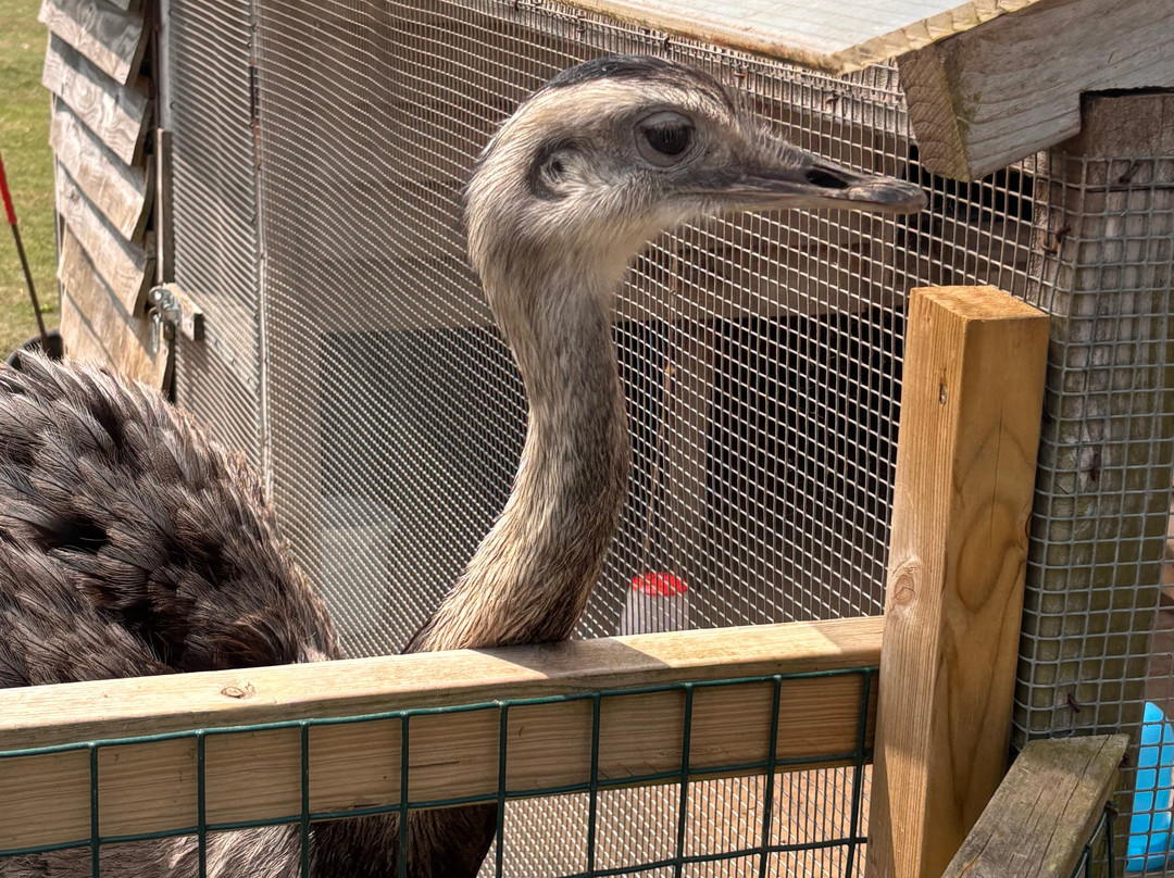 Mablethorpe Seal Sanctuary and Wildlife Centre-Mablethorpe必去景点