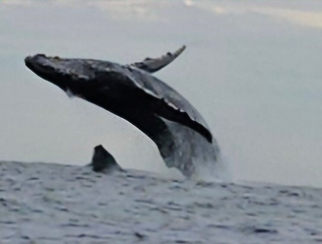 Wild Byron-拜伦湾必去景点