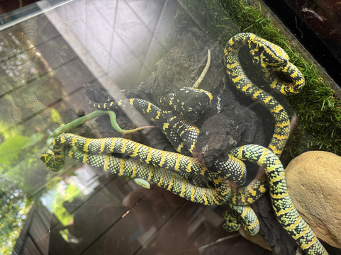 Krabi King Cobra Show