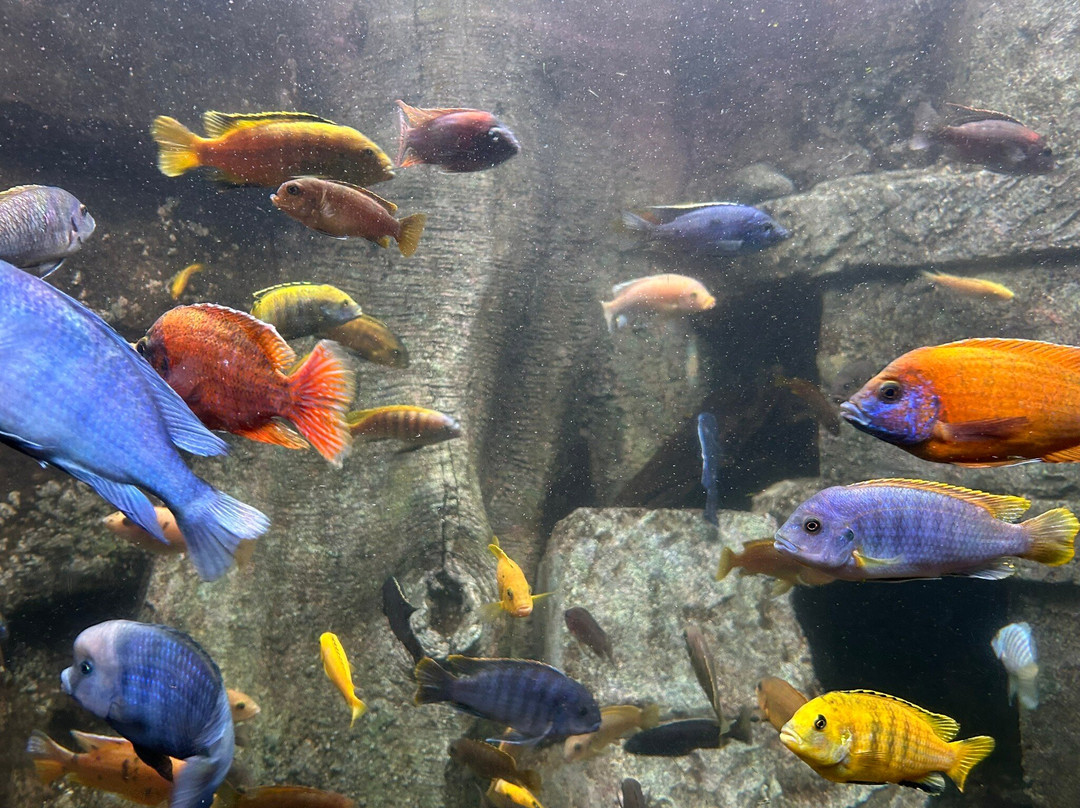 Dingle Oceanworld Aquarium-丁格尔必去景点