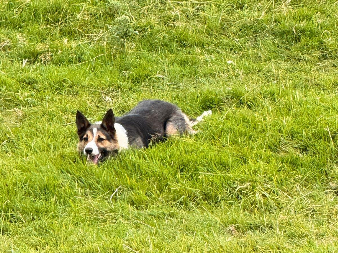 The Newport Shepherds-Newport必去景点