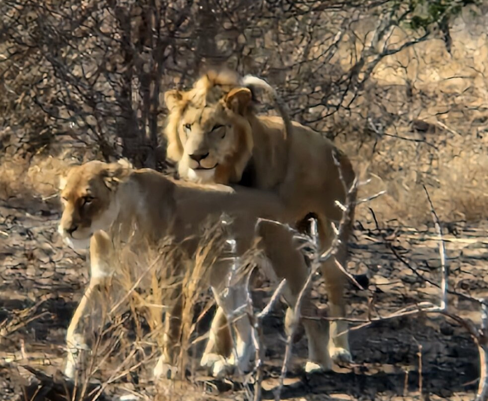 Robbie Williams Safaris-雾观必去景点