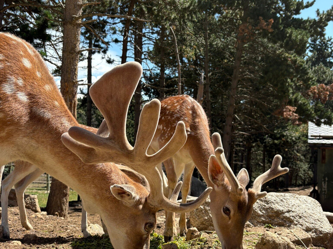 Parc animalier des Angles-Les Angles必去景点