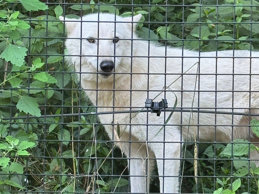 Red Wolf Sanctuary-Rising Sun必去景点