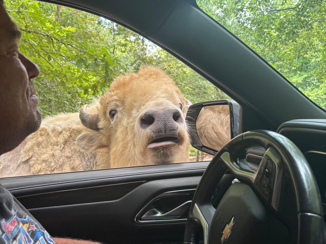 Briarwood Ranch Safari Park-莫利斯敦必去景点