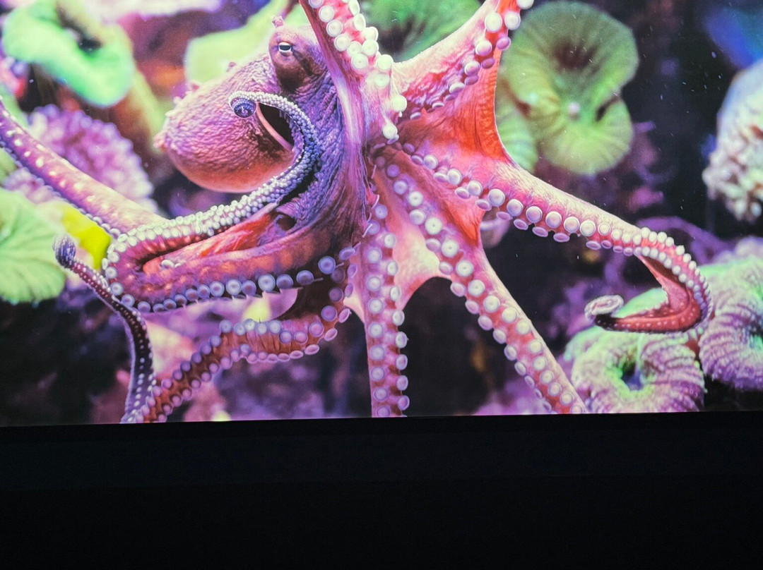 OdySea Aquarium-斯科茨代尔必去景点