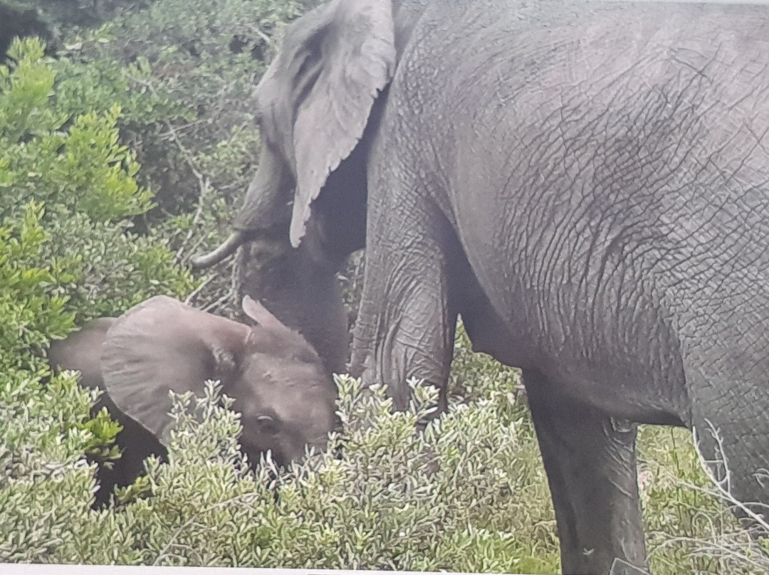 Kwantu Private Game Reserve - Day Visits-伊丽莎白港必去景点