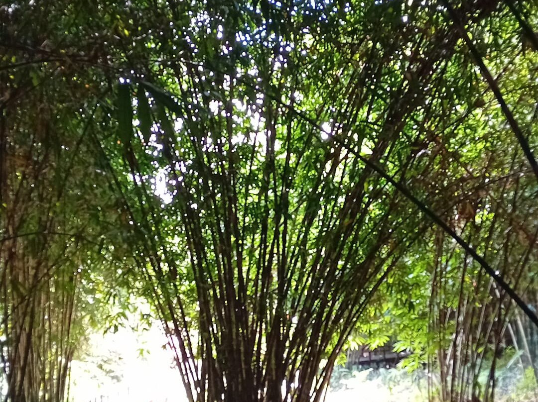 Penglipuran Bamboo Forest-Bangli必去景点