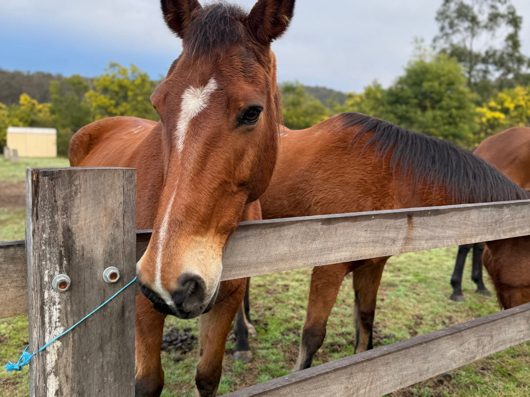 Chapman Valley Horse Riding-Howes Valley必去景点